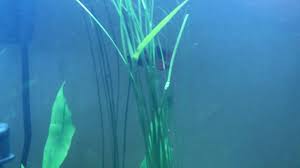 Betta Fish Idk Seems Like I Need To Go Bigger Betta Betta Fish 20 Gallon Long Aquarium