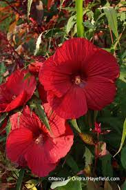 Garden Bloggers Bloom Day August 2015 Growing Hibiscus Hardy Hibiscus Flower Bed Plants