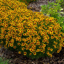 Check spelling or type a new query. Photo Essay 19 Of The Most Popular Perennials Perennial Resource
