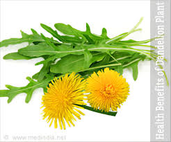 Choose the full and bright yellow blossoms. Health Benefits Of Dandelion Plant
