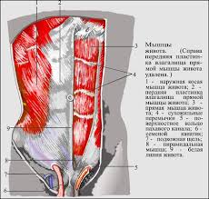 Maybe you would like to learn more about one of these? Human Anatomy Abdominal Muscles Tasmeemme Com