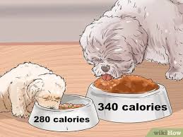 However, even though they need a lot of food during this period they only have a small stomach so it's important to provide smaller portions that are high in calories. 3 Ways To Feed Your Shih Tzu Wikihow
