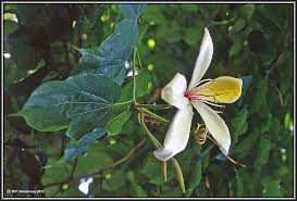 Image result for Mucuna stans