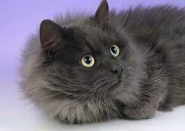 Breed of long haired black cat? 10 Long Haired Cat Breeds We Love