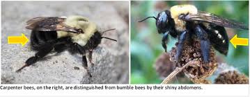 Bumble bee vs honey bee: Protect Your Home From Carpenter Bees While Protecting Pollinators