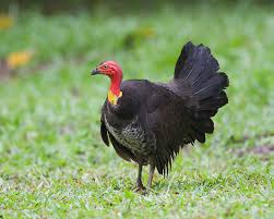 Check spelling or type a new query. Australian Brushturkey Animal Database Fandom