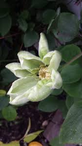 We did not find results for: Clematis Montana Clematis In Seattle
