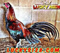 Ayam peru ( pure peruvian ) kocokan mesin obras bisnis ternak ayam aduan peru sangat menguntungkan karena harga. Adu Ayam Jago Ayam Peru Merupakan Salah Satu Jenis Ayam Aduan Yang Digunakan Di Dalam Pertandingan Sabung Ayam Terbaik Yang Juga Sering Digun Jenis Peru Ayam