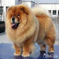 pin on dogs lover