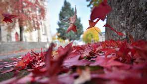 Check spelling or type a new query. Foto Indahnya Daun Daun Yang Berguguran Di Prancis Global Liputan6 Com