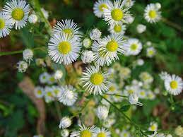 Blooms fade to form upright seed. Daisy Fleabane An Edible And Medicinal Weed Gardensall