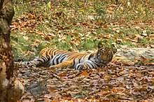 The bengal tiger, or royal bengal tiger, roams a wide range of habitats including high altitudes, tropical and subtropical rainforests, mangroves, and grasslands. Bengal Tiger Wikipedia