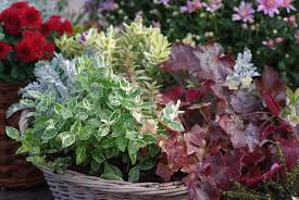 Aujourd'hui, nous allons parler plante en pot ! Balcon D Automne La Terre Est Un Jardin