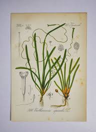 Image result for Vallisneria spiralis