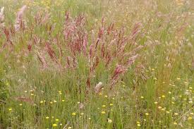 Image result for Melinis nerviglumis