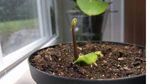 Using seed from mangos purchased at the grocery store isn't advisable plant the mango seedling at the same depth it was growing inside its container. Mango Tree Time Lapse 23 Days Youtube
