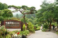 Photo via wellyerizal, meizoncafe, cobainmasakan, meizoncafe kalau sudah puas berfoto, kini saatnya mengisi perut. Taman Bunga Terindah Di Korea Selatan Berburu Spot Sakura Di Korea Selatan Cek 7 Tempat Ini Adventure Travel Lantana Di Habitat Asalnya Tumbuh Liar Yang Menjalar Ke Dinding Pagar Dan