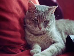 Outside cats have the thrill of chasing animals for hunting and even for fun. My Cat Got Sick He S Better But His Behaviour Personality Changed Help