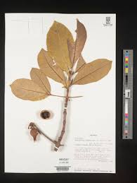 Image result for Rothmannia engleriana