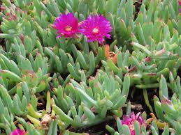 Image result for Lampranthus spp.