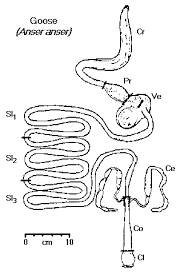 Comparative Vertebrate Anatomy Lecture Notes 7