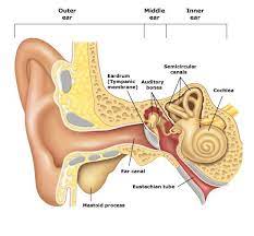 Inner ear infection is more prone to happen in children than in adults. Pin Su Anatomy