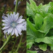 Foliosum include endive, radicchio, belgian endive, french endive, red endive, sugarloaf, and witloof, witlof. Cichorium Intybus Var Foliosum