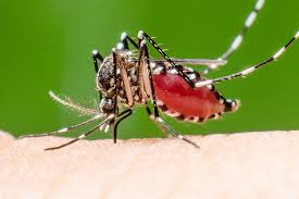 Der zika virus, schwangerschaft und reisen. Zika Virus Muss Ich Mir In Der Schwangerschaft Sorgen Machen Kidsroom De Baby Blog