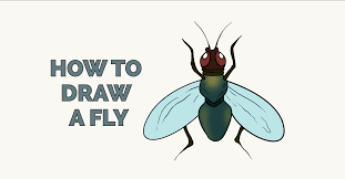 Tyler vo 2.131 views10 year ago. How To Draw A Fly Really Easy Drawing Tutorial