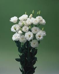 Image result for eustoma lisianthus in vase