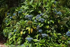 Image result for Hyparrhenia dichroa