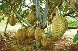 Sambung pucuk durian dari biji agar 4:26. Fig Farm Benih Pokok Durian Hibrid Kome Pokok Kahwin Facebook
