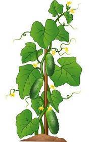 Vector Illustration Of Cucumber Plant Isolated On White Background Cucumber Plant Plants Plant Drawing