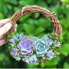 Maybe you would like to learn more about one of these? Identification Of Succulent Plant Growth And Dormancy