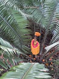 Image result for Encephalartos villosus