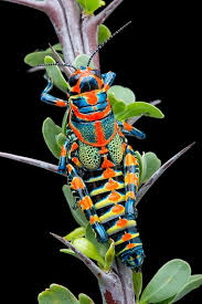 Barber Pole Hopper Bugs And Insects Beautiful Bugs Animals