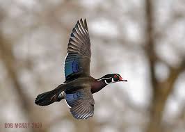 Wood Duck Flying Wood Ducks Goose Hunting Duck Hunting