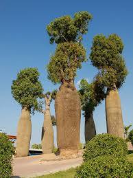 Image result for Brachychiton