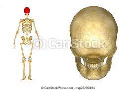 Neck pain at the base of skull can be debilitating. Skull Back View The Human Skull Is A Bony Structure The Head In The Skeleton Which Supports The Structures Of The Face And Canstock