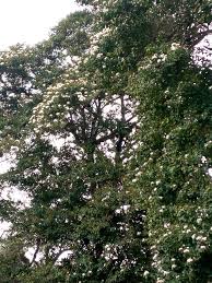 Image result for Cordia africana