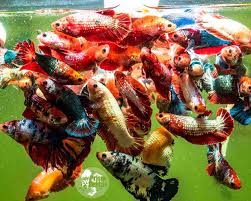 Anyone Tried A Betta Sorority In A Tank With Angelfish Been Lusting After The Sororities Over At Prism Bettas For A While And Trying To Decide Which Tank I Might Put Them