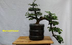 Berbagai Cara Membuat Bonsai Serut