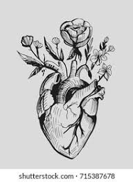 Check spelling or type a new query. Anatomical Heart Flowers Hand Drawn Illustration Stock Vector Royalty Free 715387678