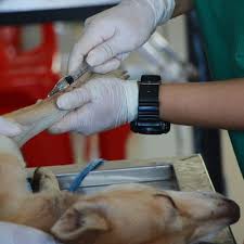 Jun 23, 2021 · that question, in addition to the possible 50% success rate, for me, puts apple cider vinegar in the same category as clove oil. Coccidiosis In Dogs