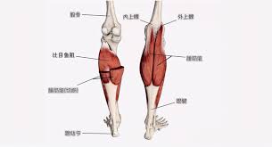 Vector illustration informative medical scheme. It Is Very Important To Exercise The Leg Muscles How To Exercise This Leg Muscle Minews