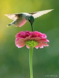 Bee balm gets its name from the allure it has for bees. Pink Zinnia Hummingbird Beautiful Birds Pretty Birds Birds And The Bees