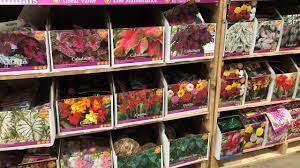 21 surprising uses & benefits for health, beauty, and home. Cut Flowers And Bulbs At Home Depot Youtube