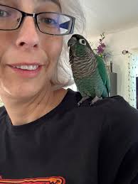 Does your macaw stop playing with toys