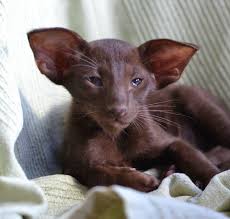 Oriental shorthair breeders (all locations!) oriental shorthair breeders by location: Imladris Siamese Oriental Cattery Home Facebook