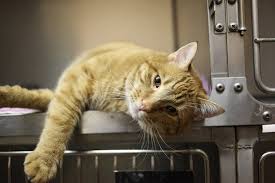 A Mi Gato Le Suenan Las Tripas Causas Enfermedades Relacionadas Y Tratamiento Blog De Animales